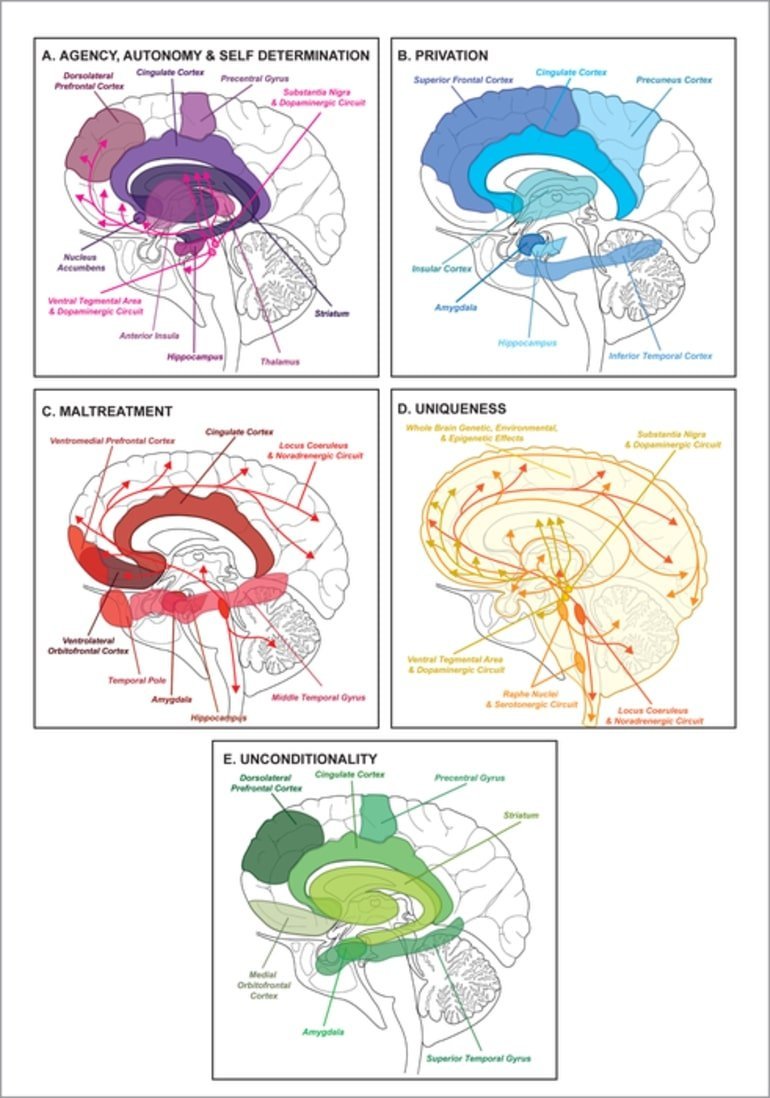 neuroscience human rights neurosicnes