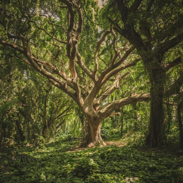 Plus nous sommes entourés d'arbres, plus notre niveau de stress est bas.