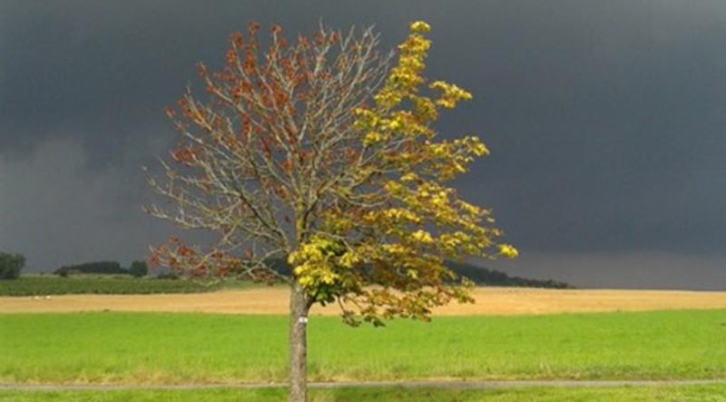 Un lien fort entre stress post traumatique et pathologie ovarienne