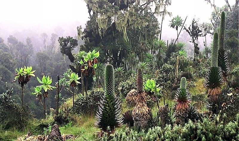 Le lien avec la nature améliore votre santé et celle de la planète