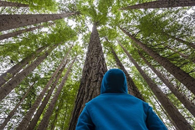 Quel est le dosage minimum de nature pour réduire le stress ?