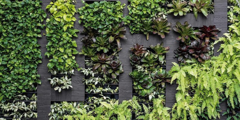 Le mur végétal peut servir d'amortisseur de stress